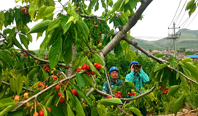 农村电气化信息网讯：（通讯员 于绍迎）5月8日，山东枣庄供电公司山亭供电中心服务人员深入到当地樱桃种植基地开展供电服务，走访樱桃种植果农，询问了解灌溉用电需求，现场为客户安装表箱及开关抽水灌溉供电设备，同步排查并消除基地供电线路及配电台区安全隐患，确保果农安全可靠用电。