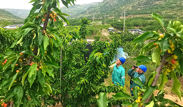 农村电气化信息网讯：（通讯员 于绍迎）5月8日，山东枣庄供电公司山亭供电中心服务人员深入到当地樱桃种植基地开展供电服务，走访樱桃种植果农，询问了解灌溉用电需求，现场为客户安装表箱及开关抽水灌溉供电设备，同步排查并消除基地供电线路及配电台区安全隐患，确保果农安全可靠用电。